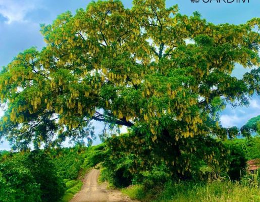 Foto - Fotos da Cidade 