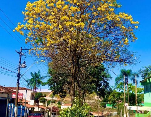 Foto - Fotos da Cidade 