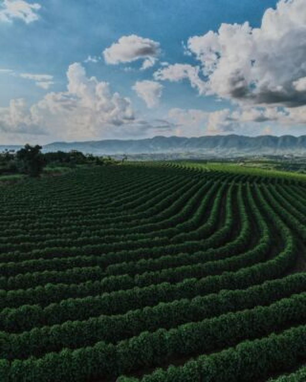 Hills